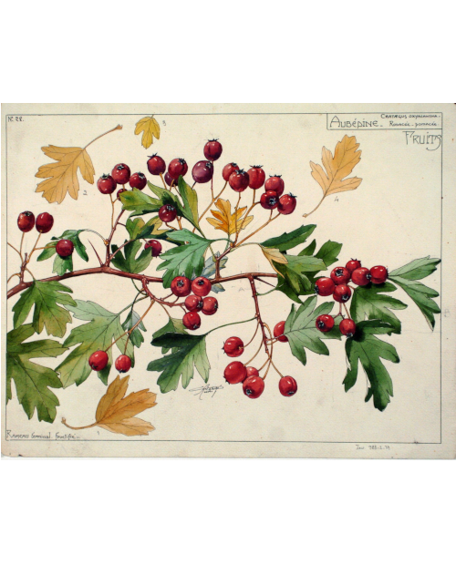 Infusion d'aubépine - 50 g