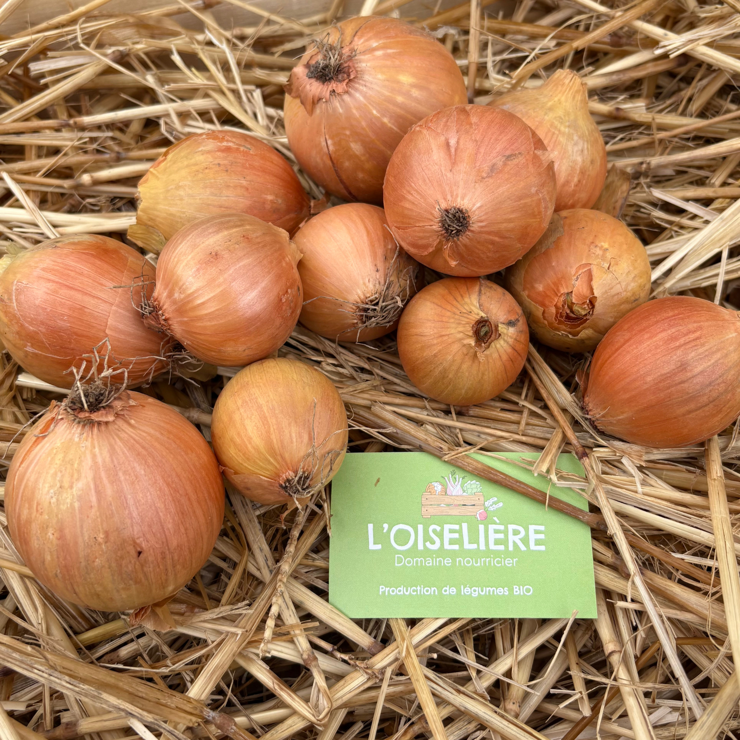 Oignons jaunes bio - 1 kg -l'Oiselière
