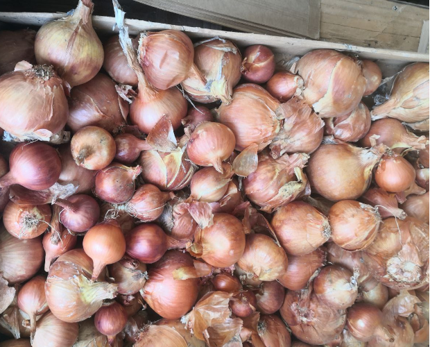 Oignons jaunes bio - 1 kg -l'Oiselière