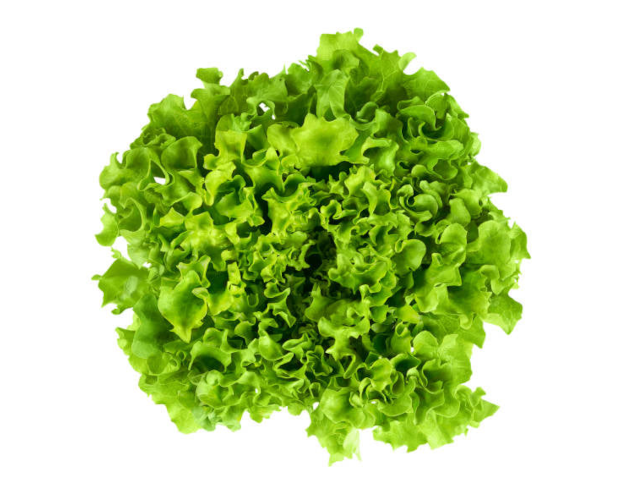 Salade variété Batavia - L'Oiselière