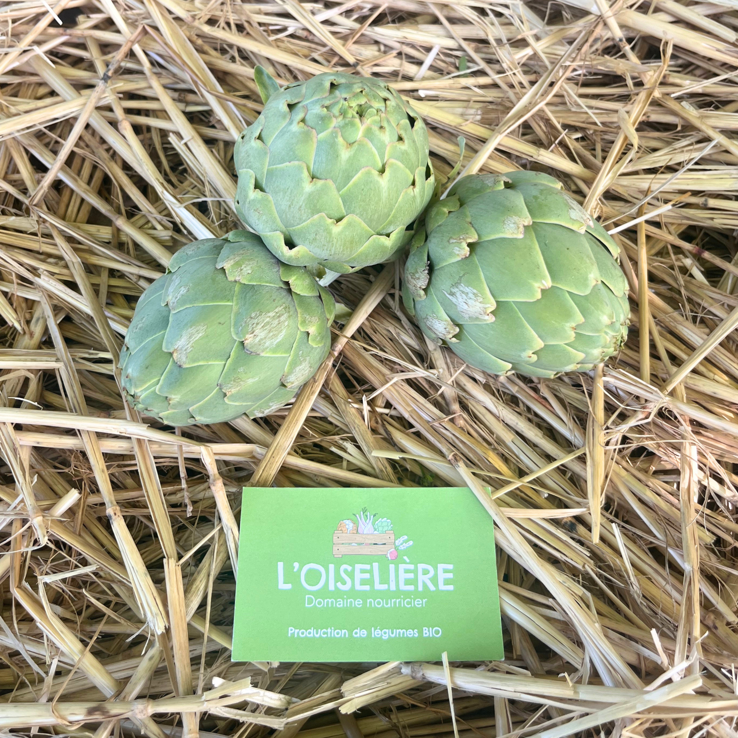 Artichaut bio -les 500g par l'Oiselière Chauché