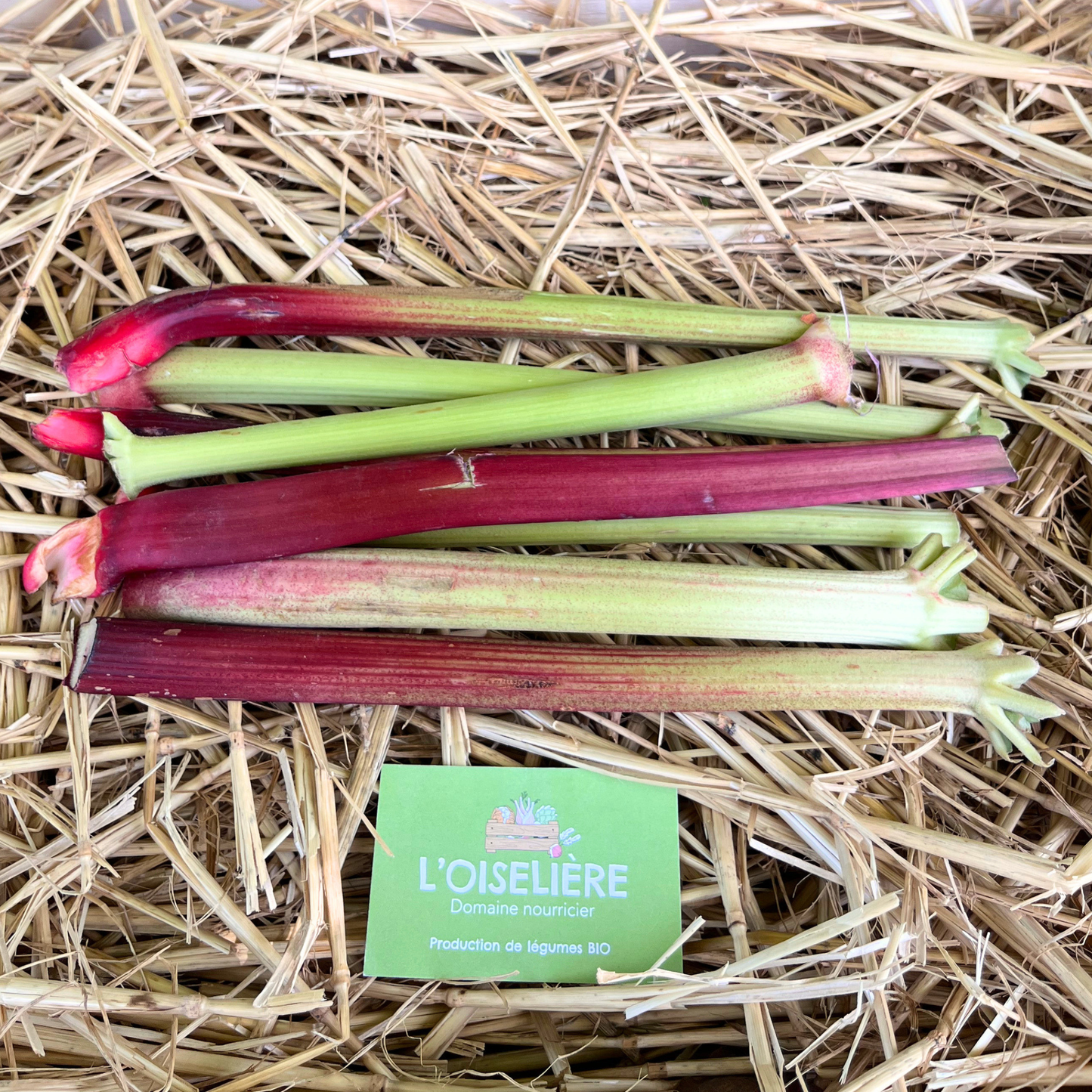 Rhubarbe bio - les 500g-par l'Oiselière