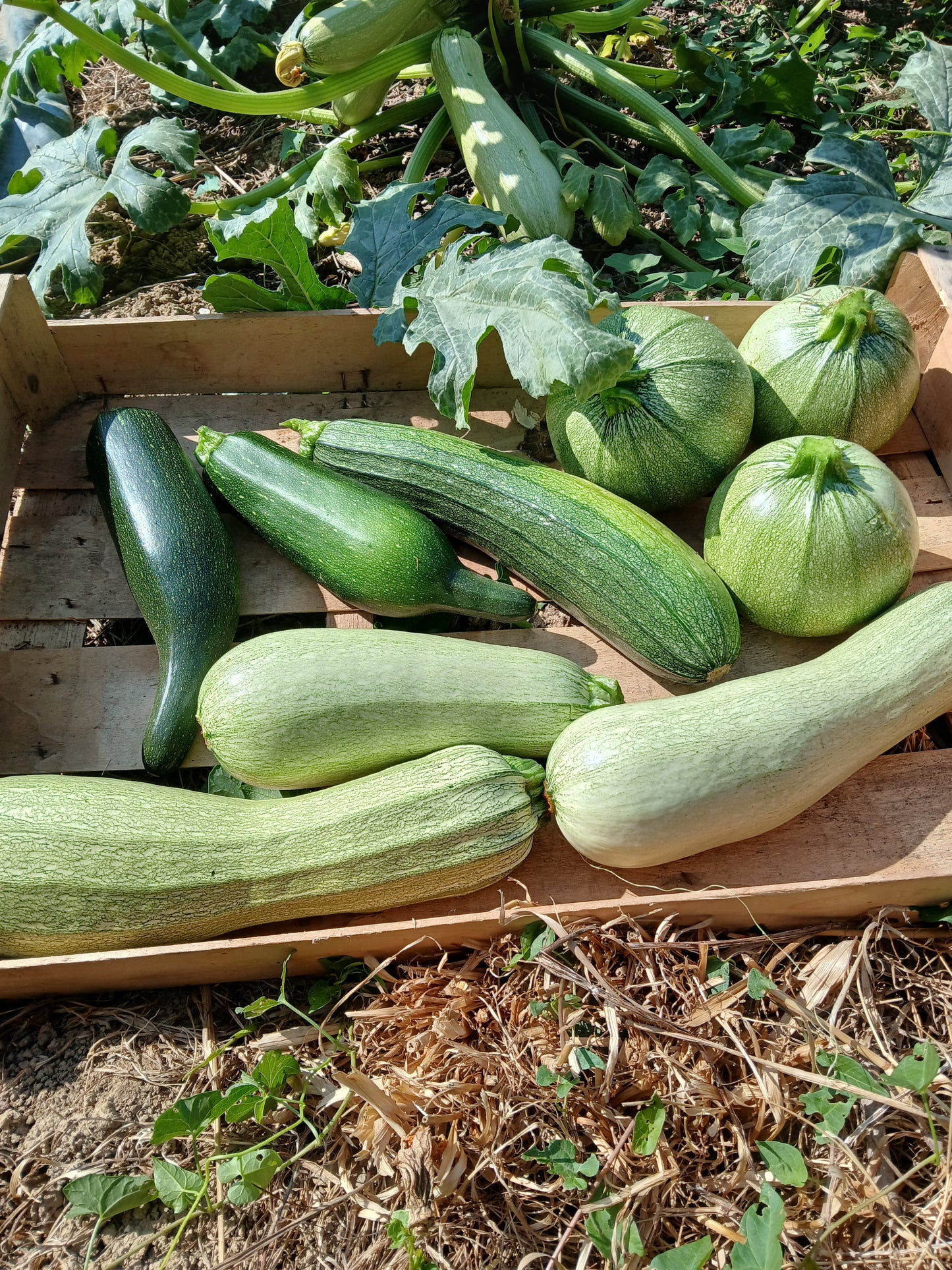 Courgette bio en melange 1,50€/500g. Le Marais des 4 saisons