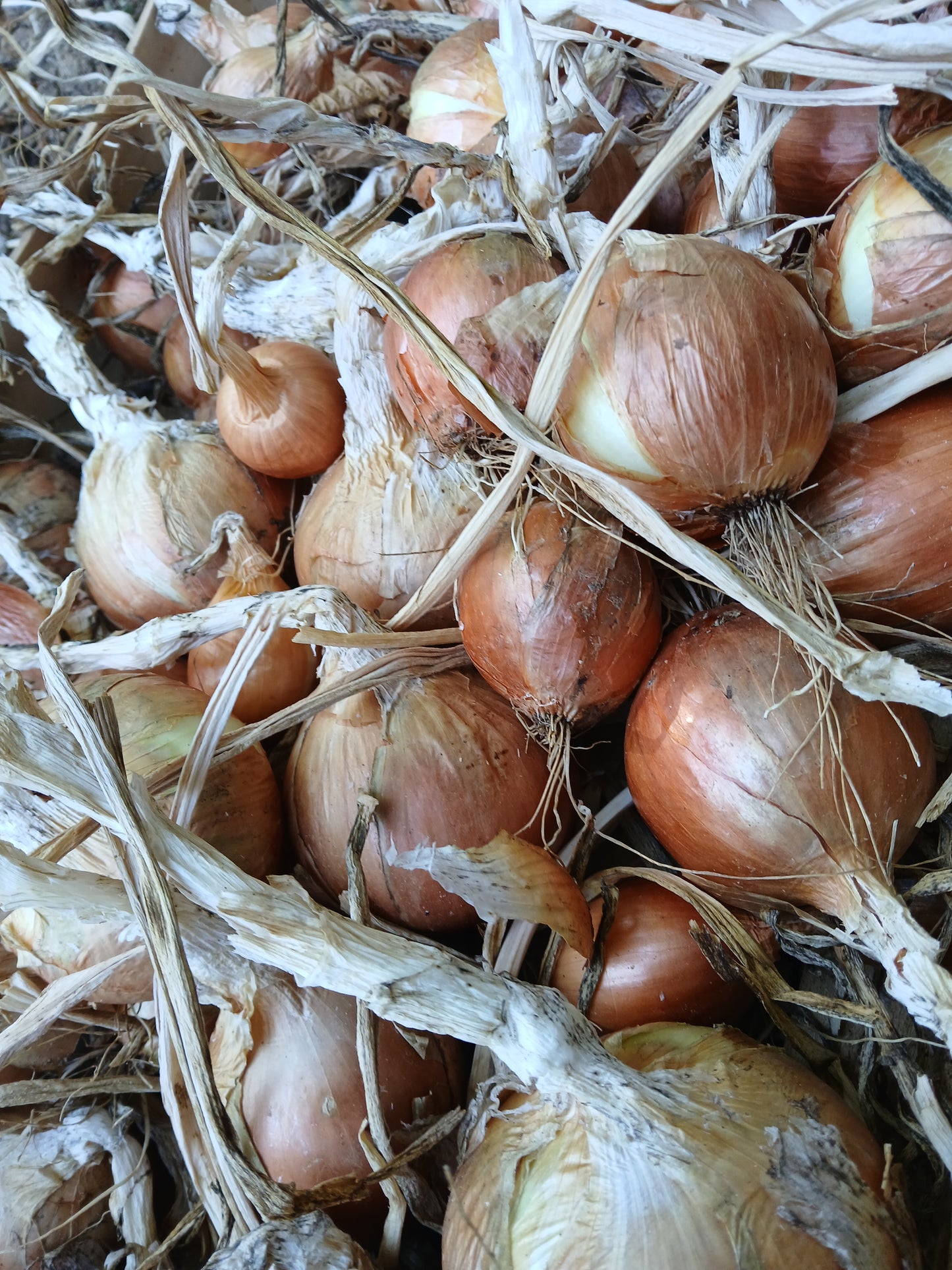 Oignon jaune 1.5€ / 500g Le Marais des 4 Saisons