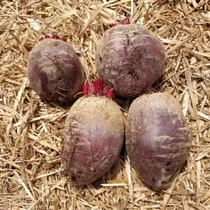 Betterave * Le Marais des 4 Saisons