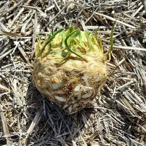 Céleri rave * Le Marais des 4 Saisons