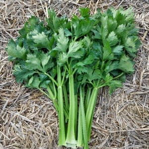 Céleri branche * 500g Le Marais des 4 Saisons