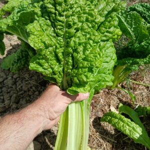 Blettes feuillage vert clair gaufré- Par 500 g le Marais des 4 Saisons