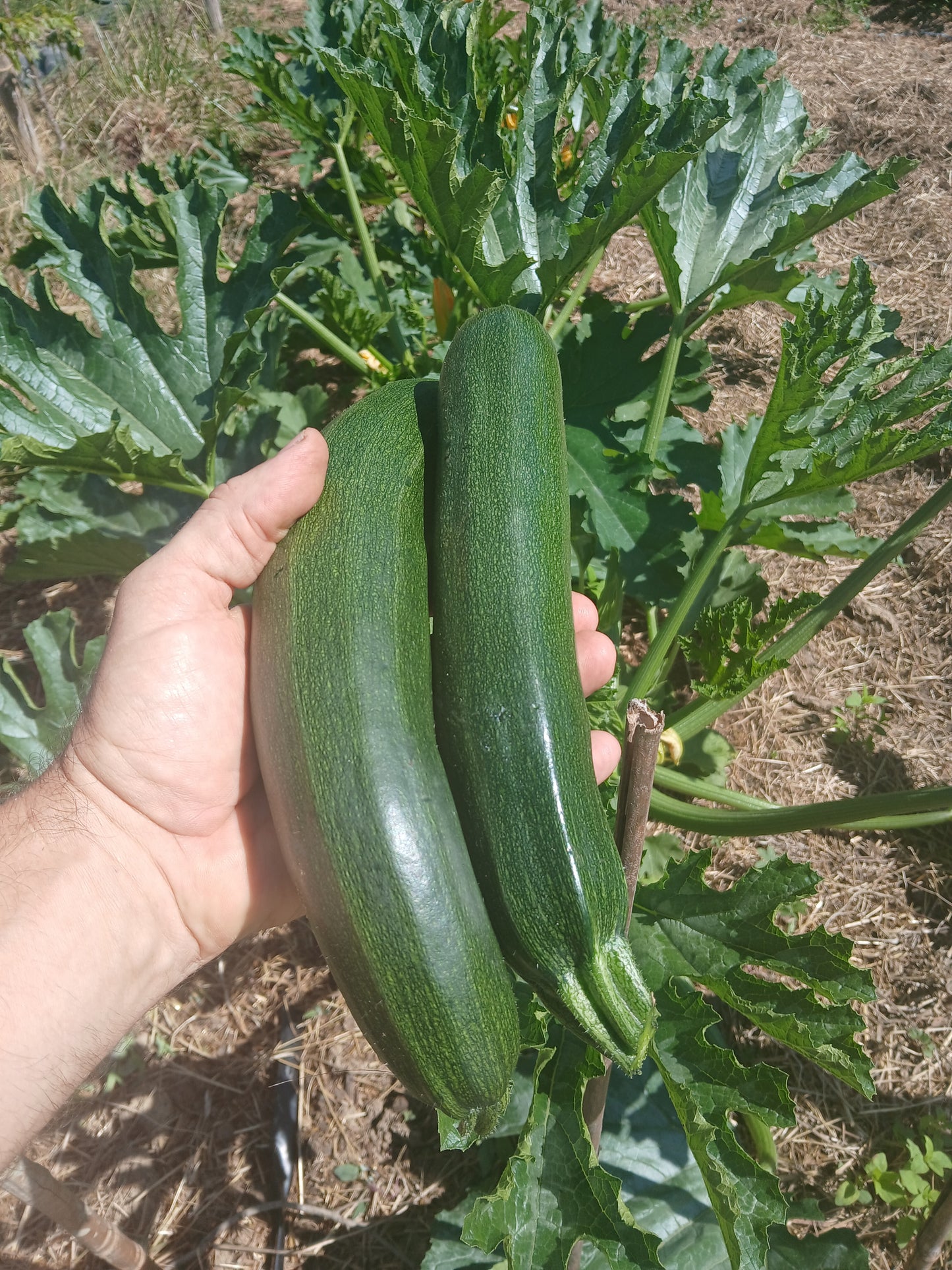 Courgette bio 1,25€/500g. Le Marais des 4 saisons