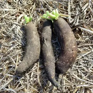 Radis noir * 500g Le Marais des 4 Saisons