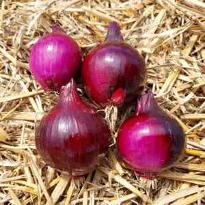 Oignon rouge * petit calibre Le Marais des 4 Saisons