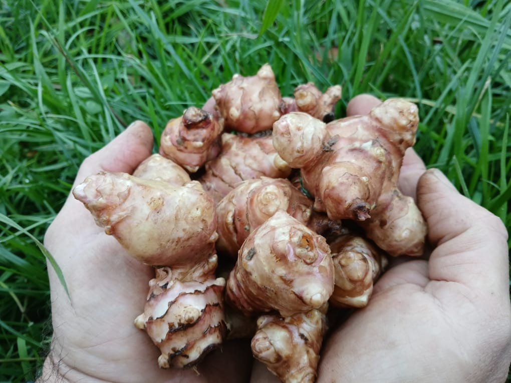 Topinambours 500g le Marais des 4 Saisons