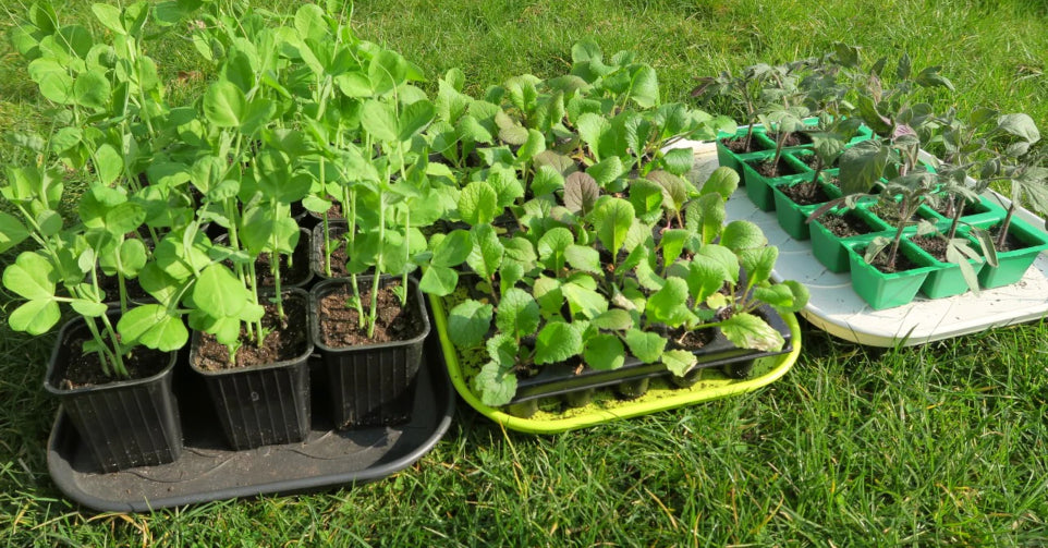 Plants et jeunes pousses pour le potager