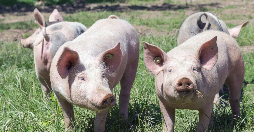 Cochons, par La Fée Cochette