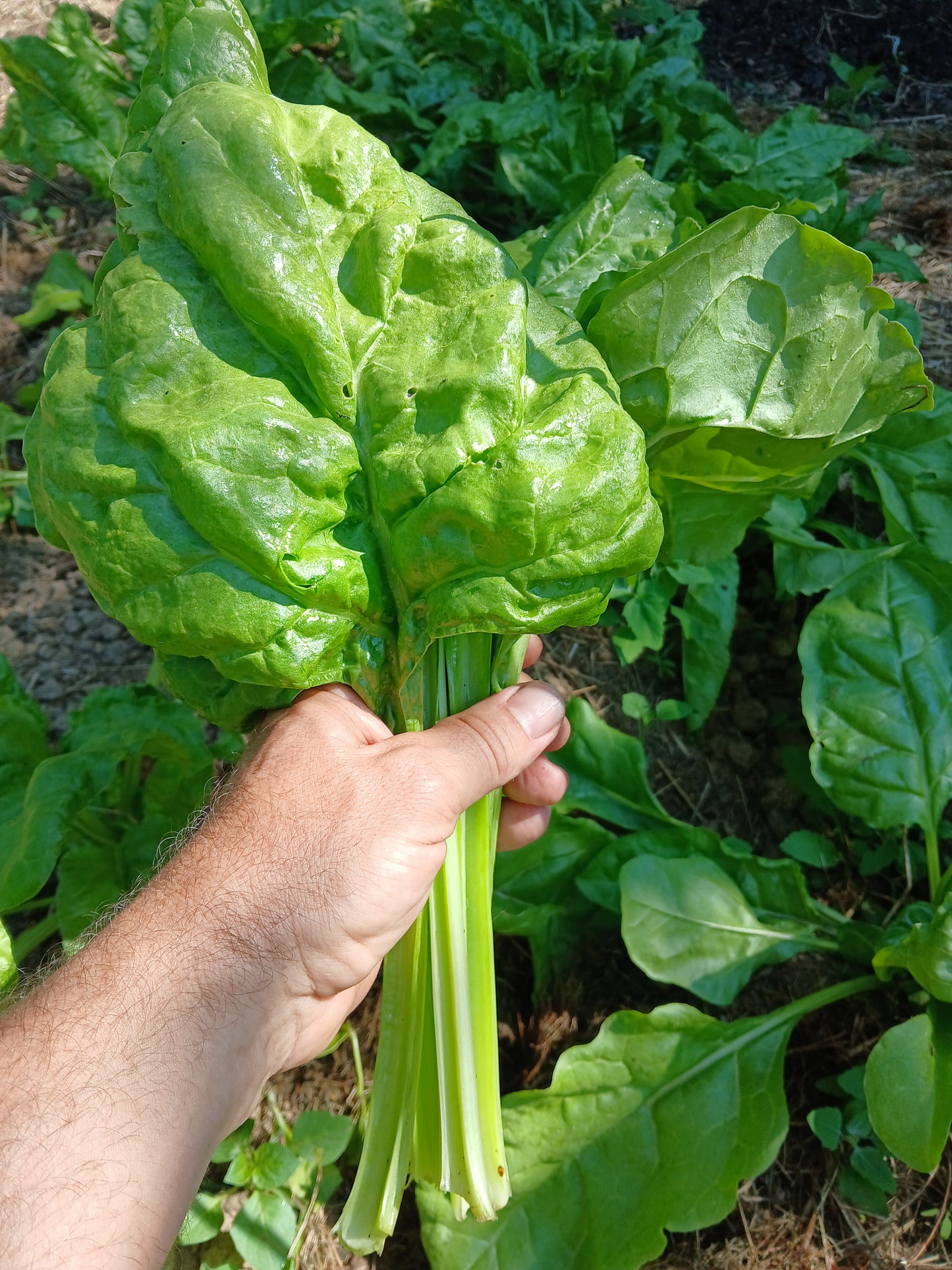 Epinards grandes feuilles  Par 200 g Le Marais des 4 saisons