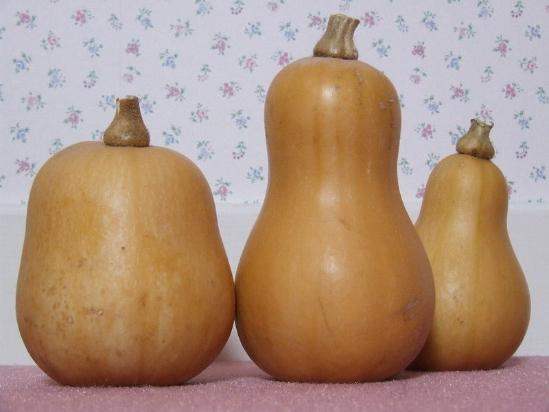 Butternut bio par la micro-ferme maraîchère Le Champ Libre