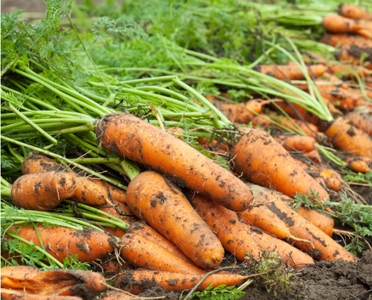 Carotte bio au kg - Micro-ferme maraichère Le Champ Libre