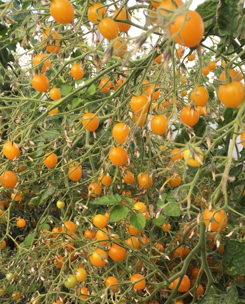 PROCHAINEMENT commande de plants