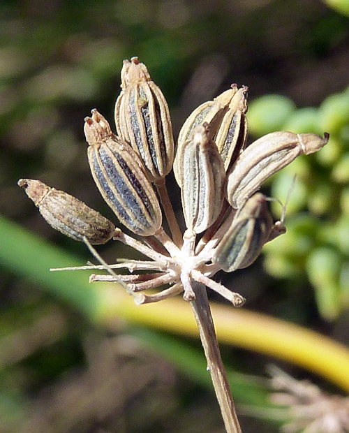 Fruit du fenouil