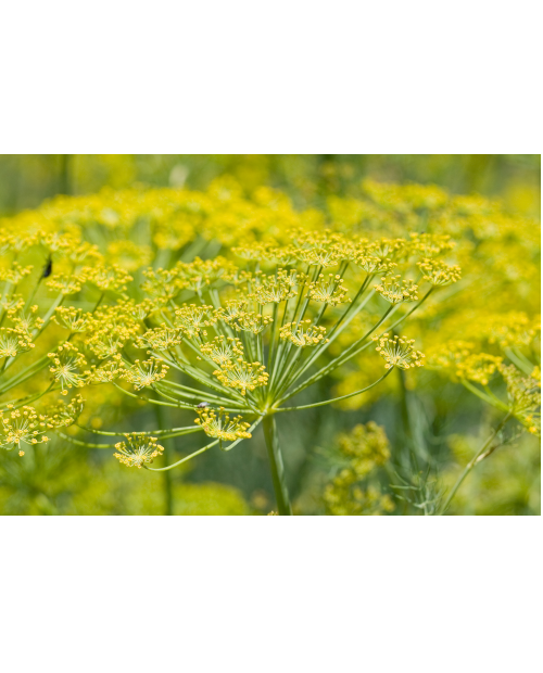 Fleurs de fenouil