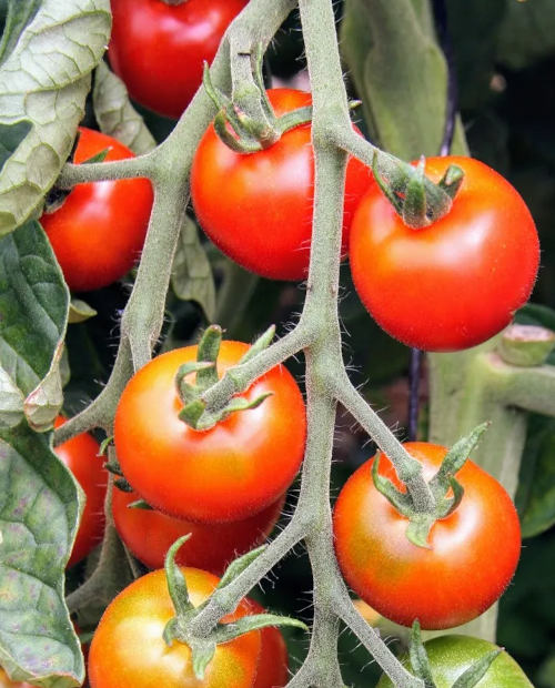 PROCHAINEMENT commande de plants