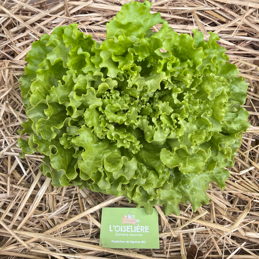 Salade variété Batavia - L'Oiselière