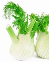 Fenouil bulbe bio les 500g, L'Oiselière Chauché