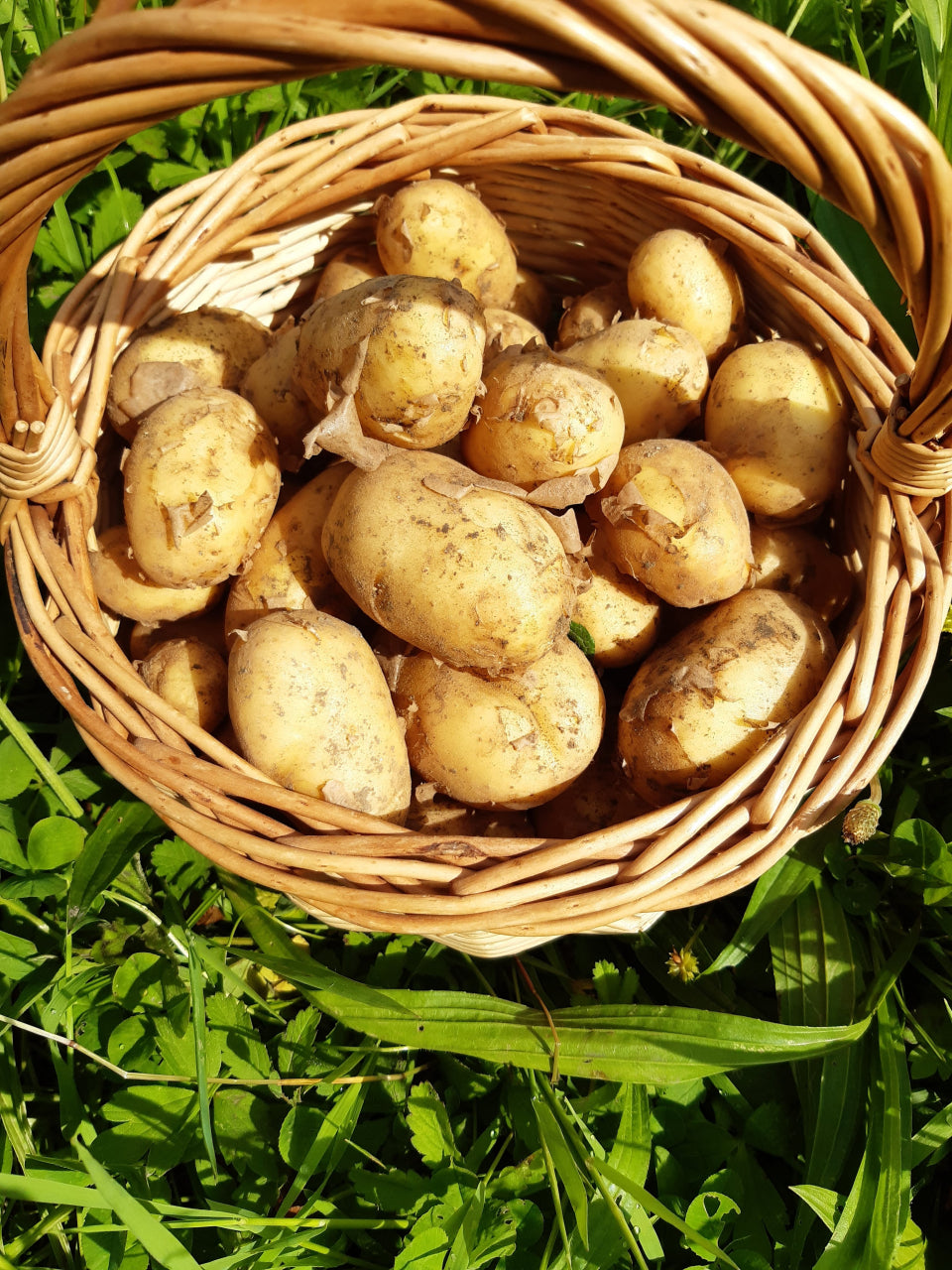 Pommes de terre bio - chair ferme 1kg l'Oiselière Chauché