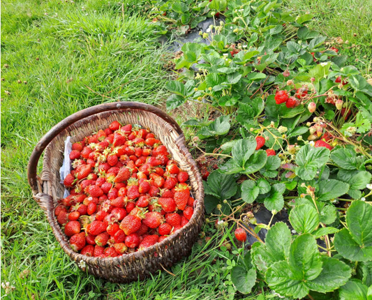 Barquette de fraises bio - 250 g - L'Oiselière