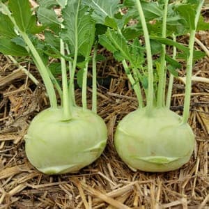 Chou rave vert * pièce Le Marais des 4 Saisons