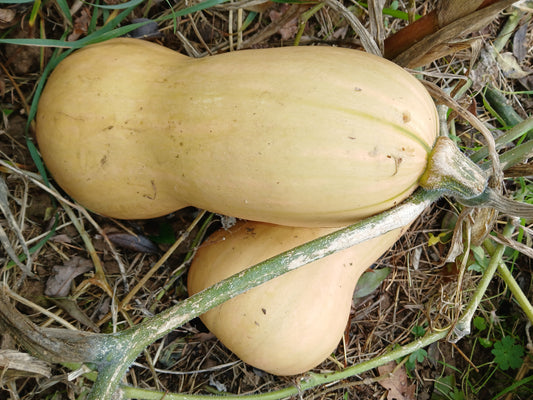 Butternut > 1,5 kg Le Marais des 4 saisons