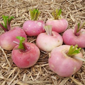 Navet * 500g Le Marais des 4 Saisons