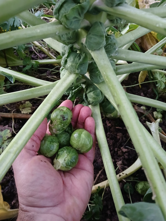 Chou de Bruxelles bio 2.50 €/500g. Le Marais des 4 saisons