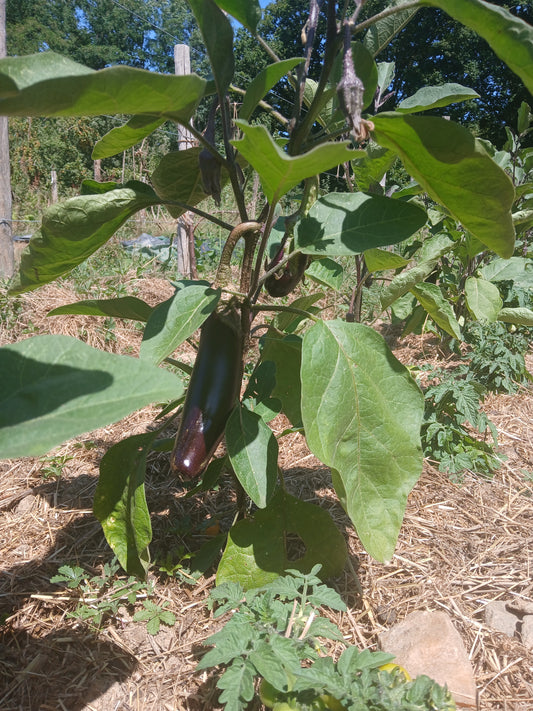 Aubergine bio promo anti-gaspi 0.65 €/500g.Le Marais des 4 saisons