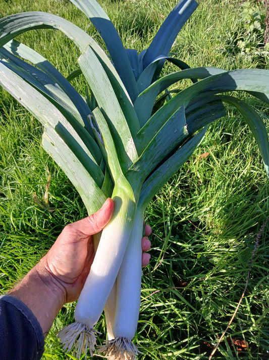 Poireau 500 g le Marais des 4 Saisons