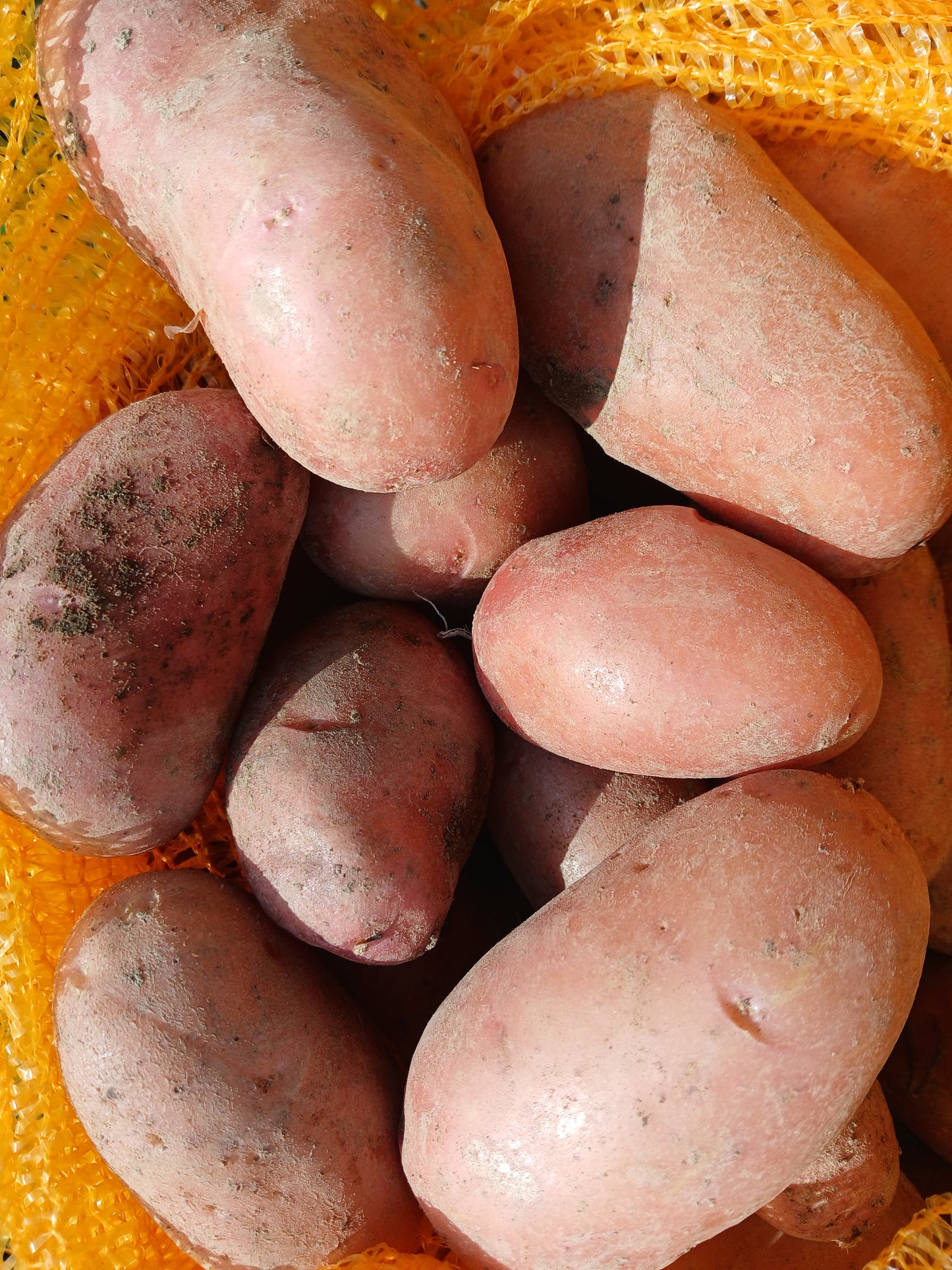 Pomme de terre Jeanette 1.40€/500g          Le Marais des 4 saisons