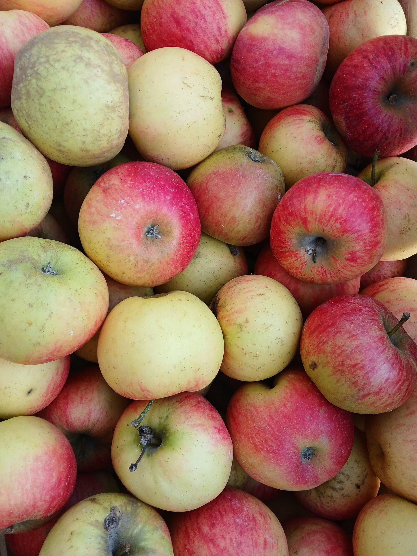 Pomme bio Elstar 1 kg - Le Marais des 4 Saisons *