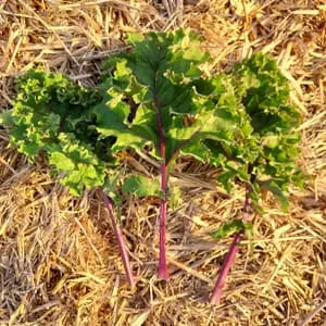 Chou kale * 500g Le Marais des 4 Saisons